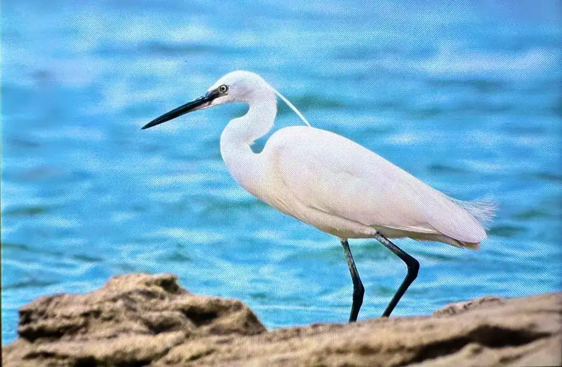 Afrika'dan Antalya'ya: 3 Günde 103 Kuş Türü Kaydedildi 9